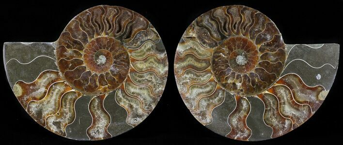Polished Ammonite Pair - Agatized #54326